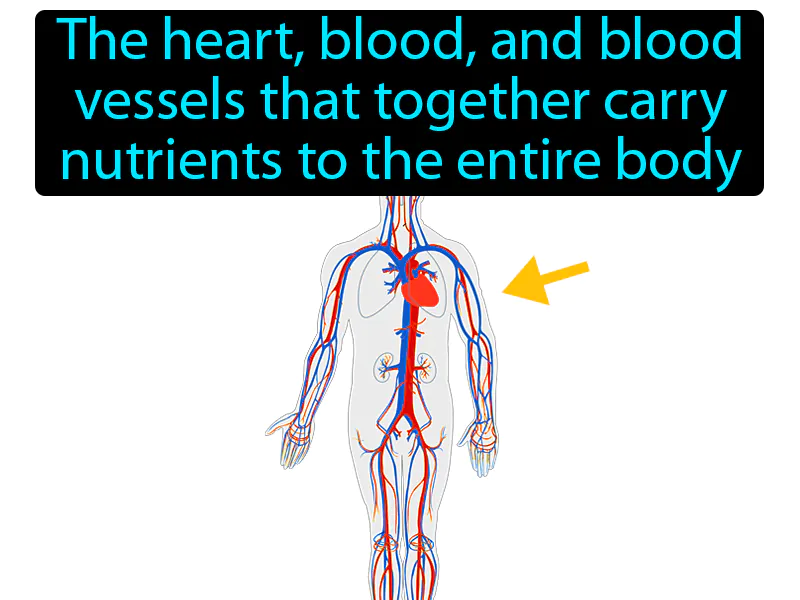 Cardiovascular System Definition