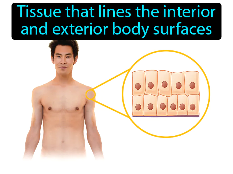 Epithelial Tissue Definition