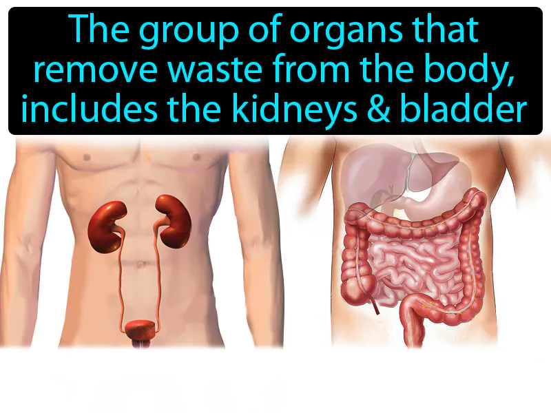 Excretory System Definition