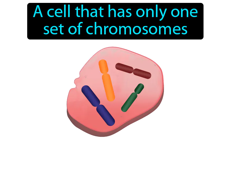 Haploid Definition