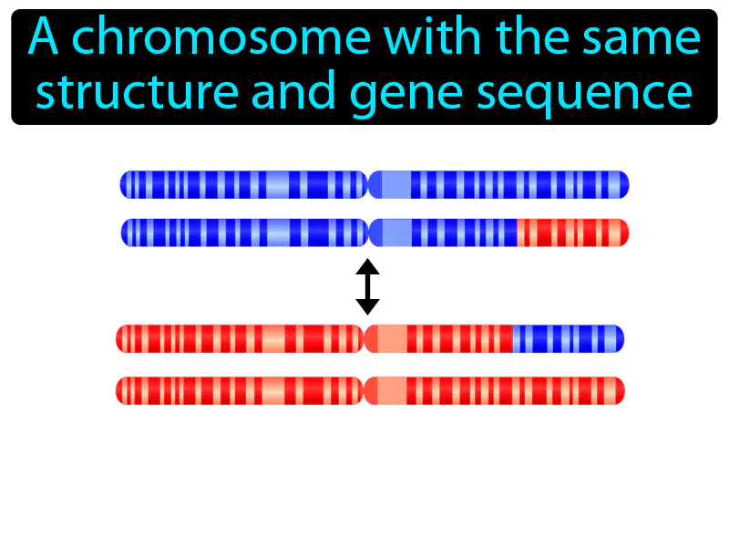 Homologous Chromosome Definition