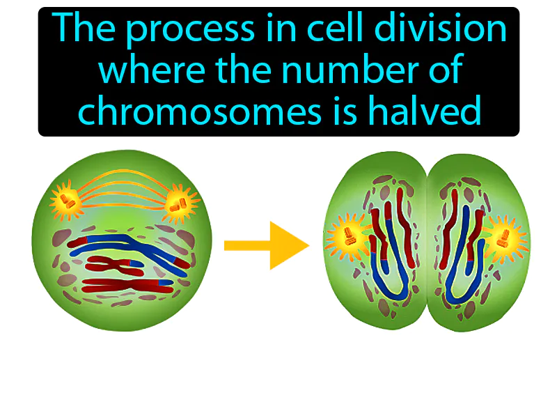 Meiosis Definition