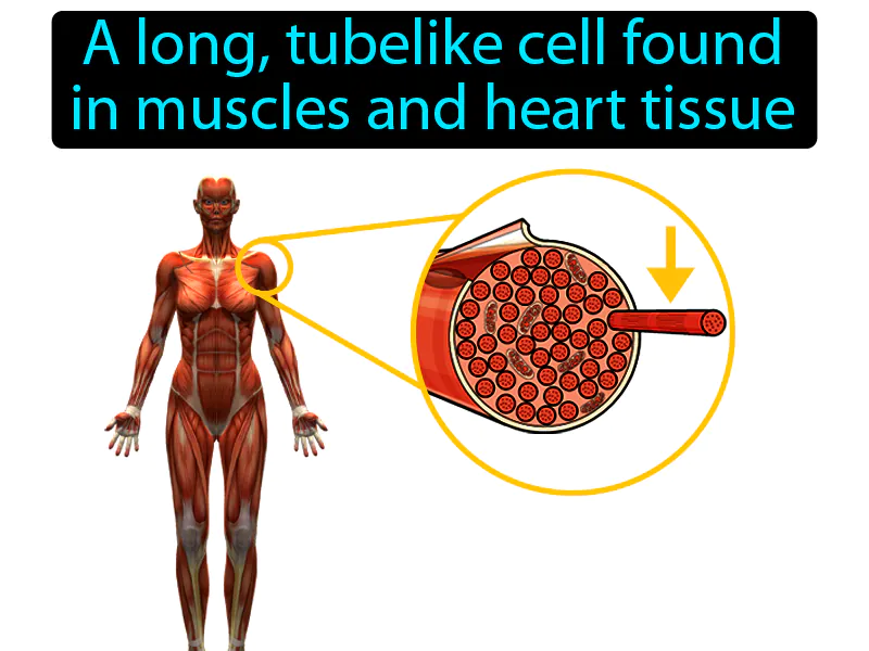 Muscle Fiber Definition