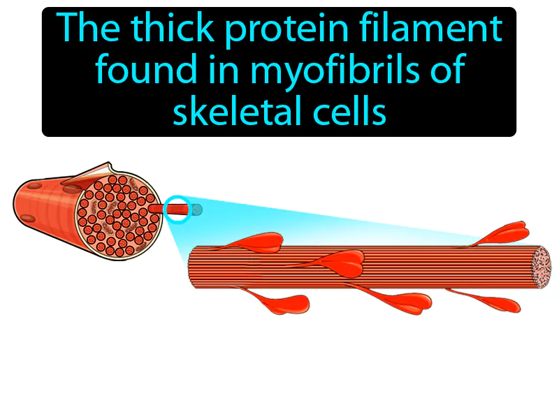 Myosin Definition