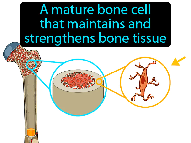 Osteocyte Definition