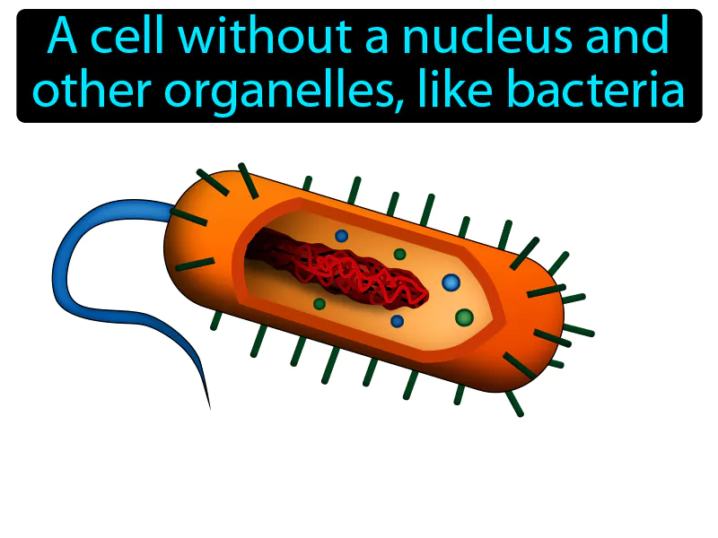 Prokaryote Definition