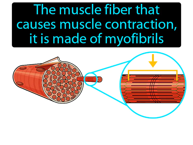 Sarcomere Definition