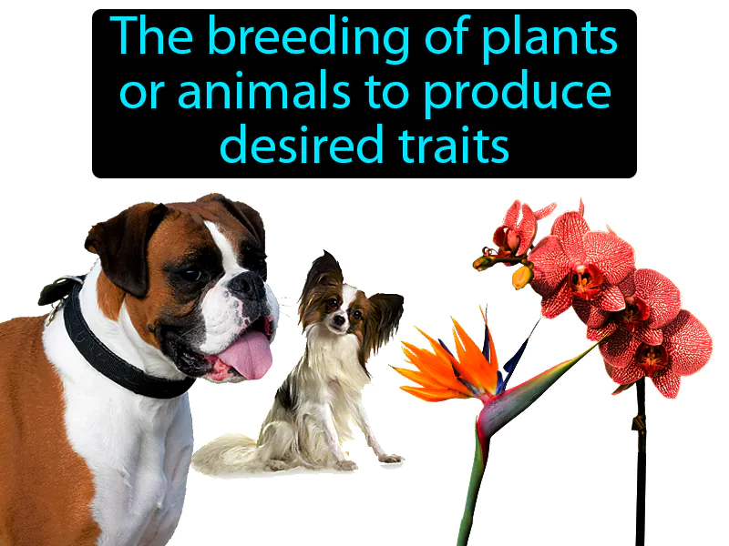 Selective Breeding Definition