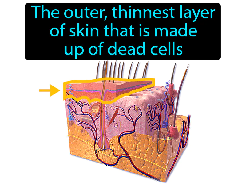 Skin Epidermis Definition