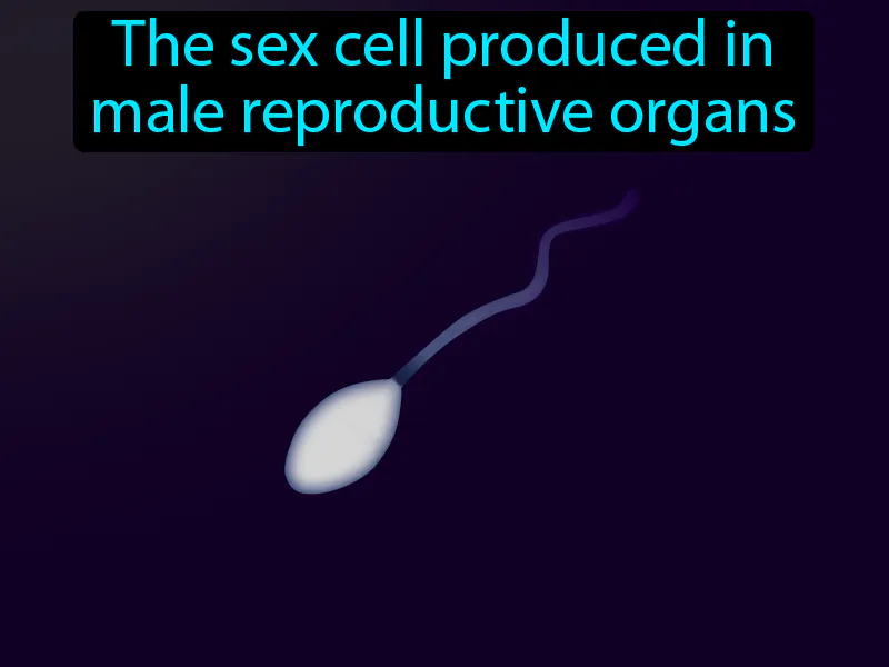 Sperm Definition