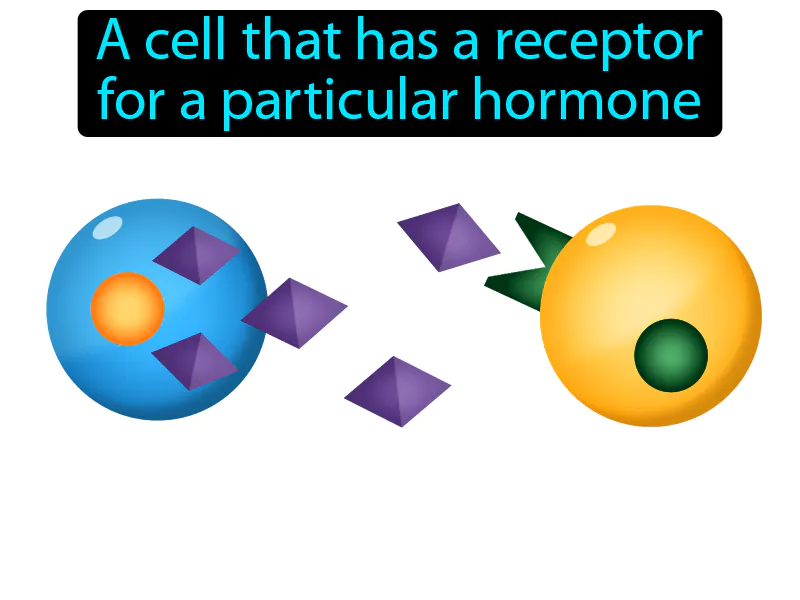 Target Cell Definition