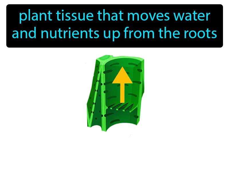 Xylem Definition