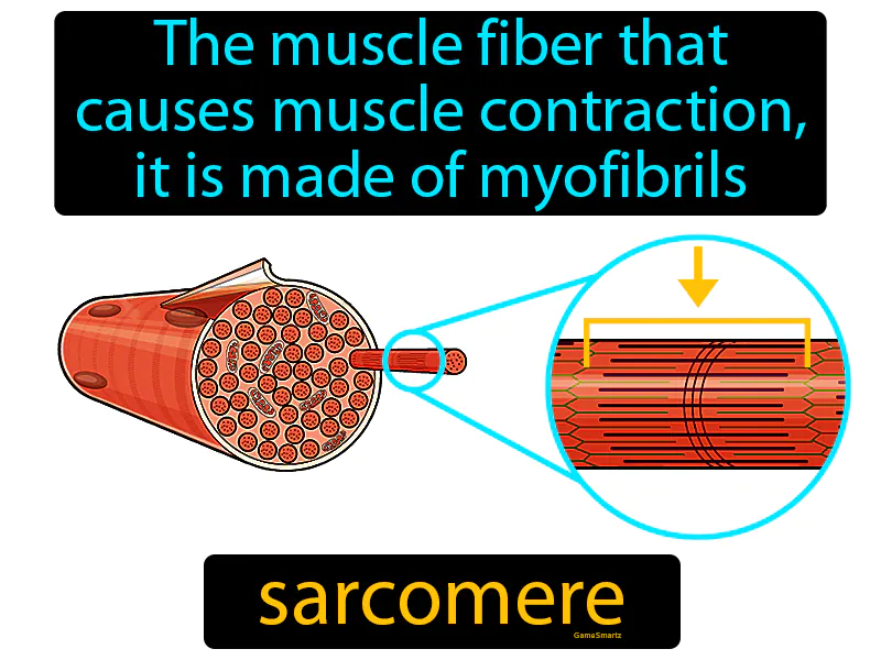 Sarcomere Definition