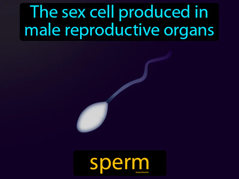 Sperm Definition