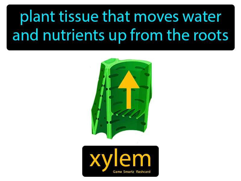 Xylem Definition